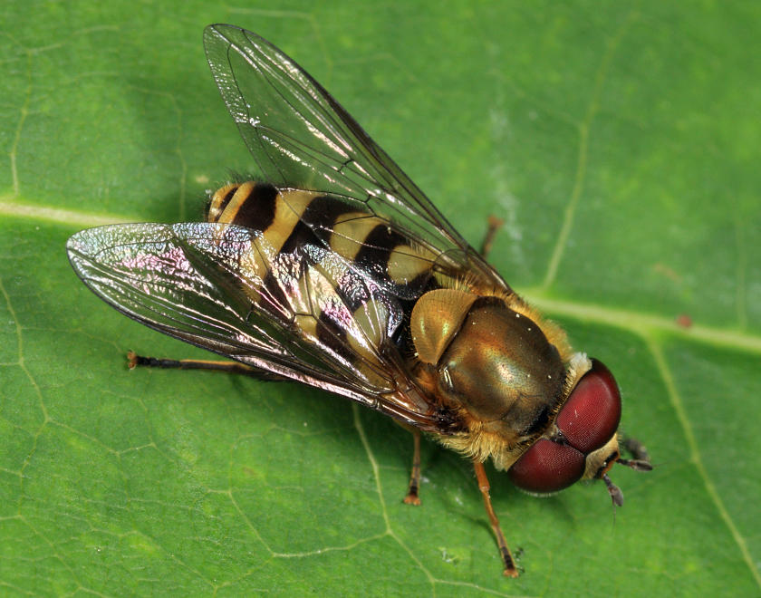 Syrphus torvus