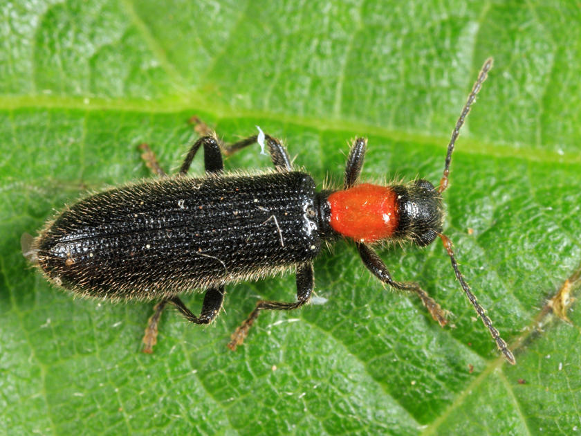 Cymatodera bicolor