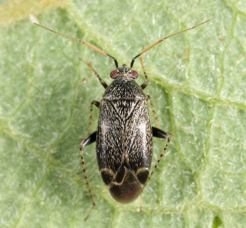 Plagiognathus fuscosus