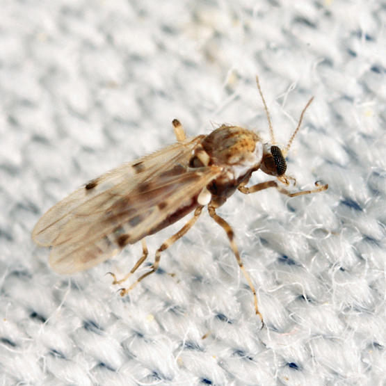 Predaceous Midge - Alluaudomyia needhami