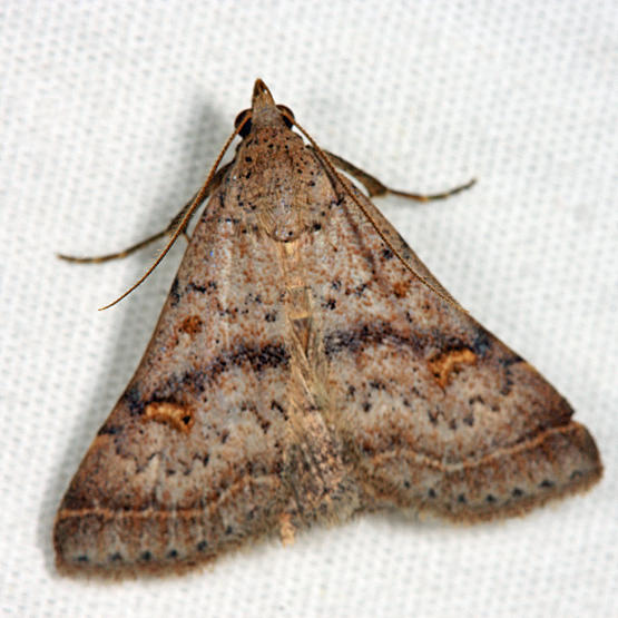 8370  Bent-winged Owlet Moth  Bleptina caradrinalis