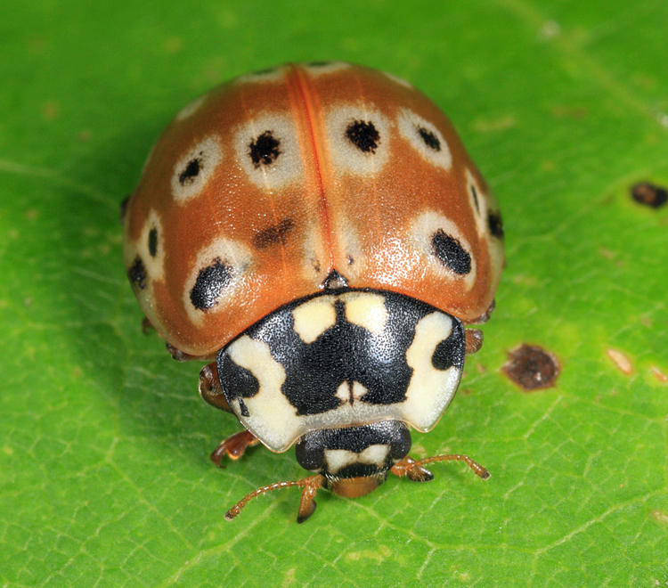 Eye-spotted Lady Beetle - Anatis mali
