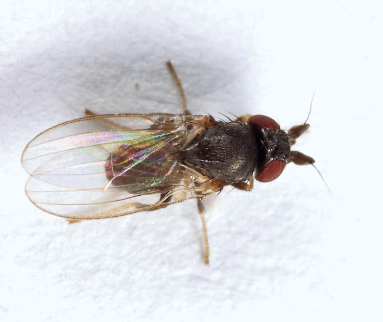 Phyllomyza milnei