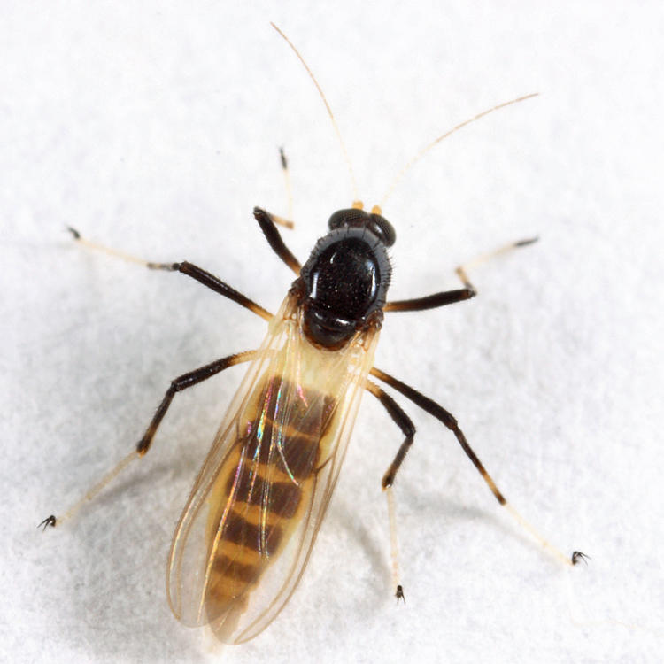 Probezzia sp.