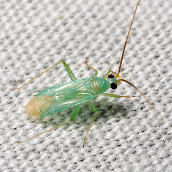 Blepharidopterus provancheri