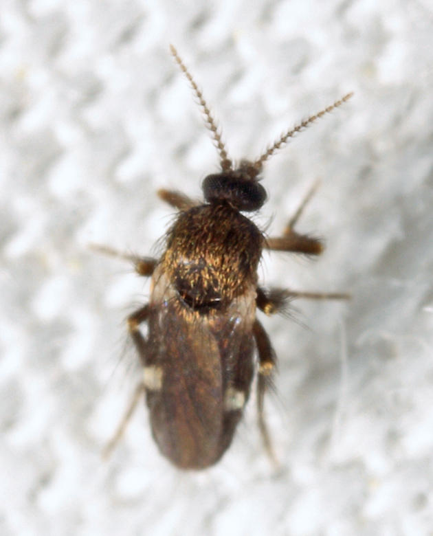 Forcipomyia subgenus Forcipomyia