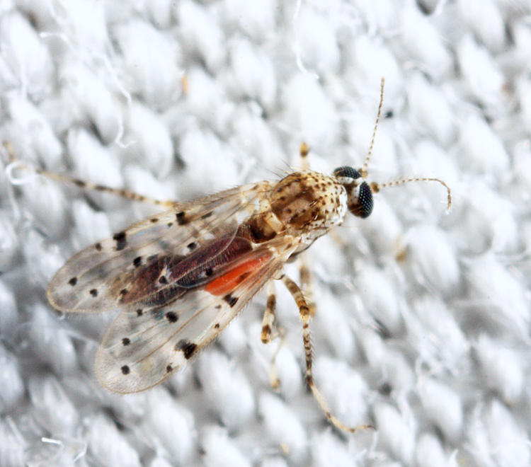 Alluaudomyia paraspina