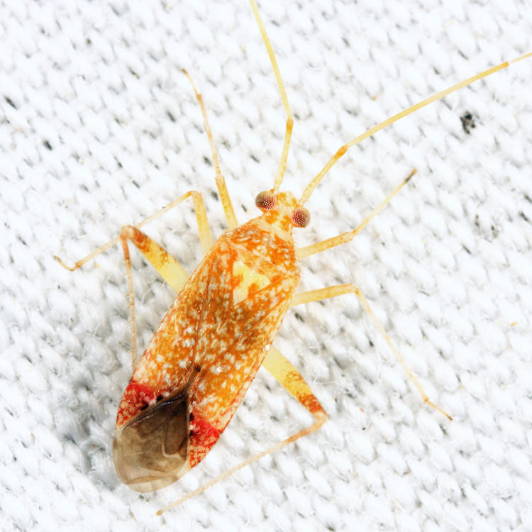 Phytocoris depictus