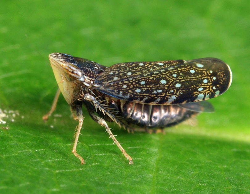 Yellowfaced Leafhopper - Scaphytopius frontalis
