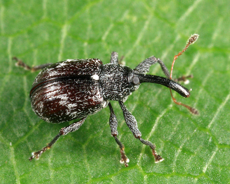 Strawberry Bud Weevil - Anthonomus signatus