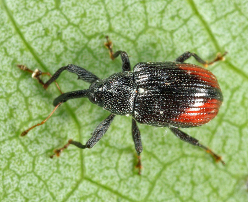 Cranberry Weevil - Anthonomus musculus