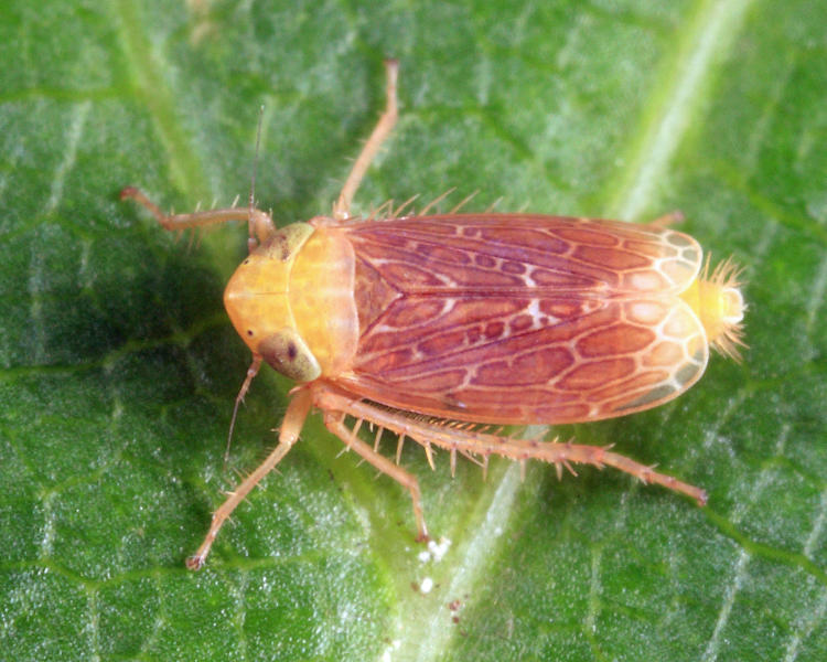 Polyamia apicata