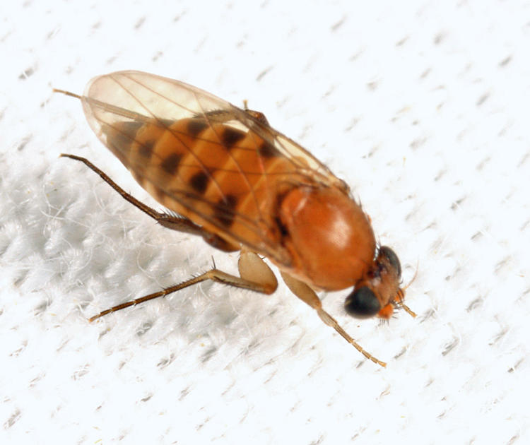 Apocephalus sp.