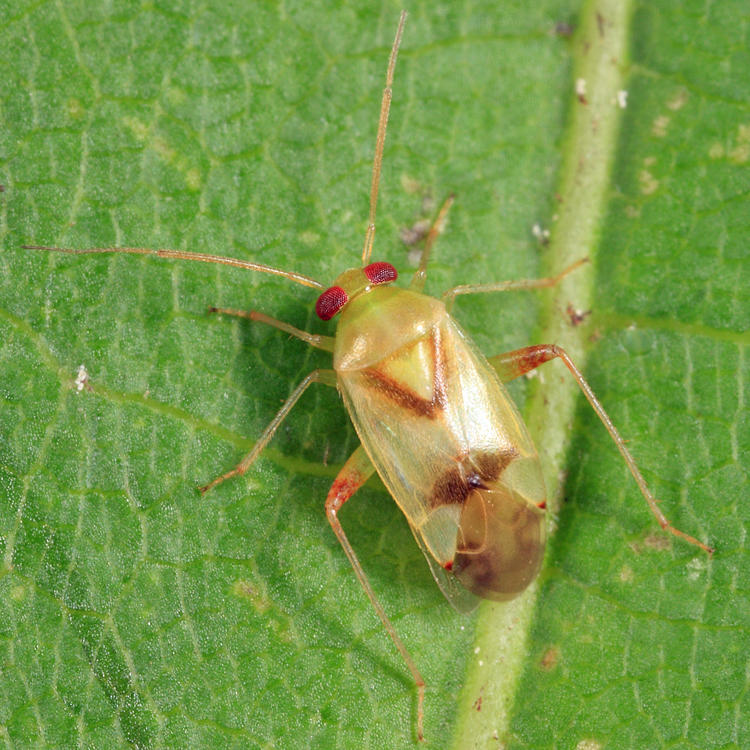 Dagbertus fasciatus