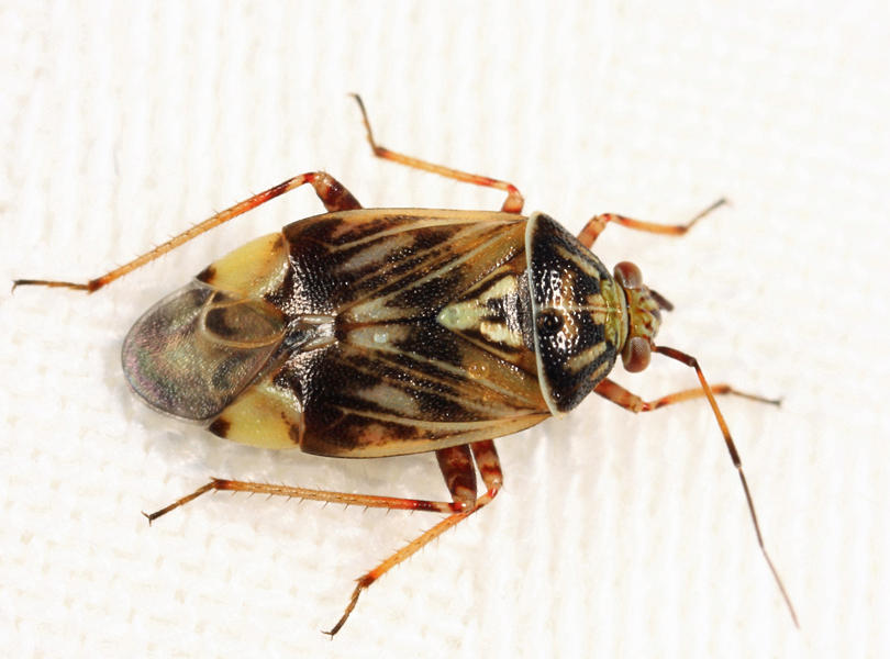 Tarnished Plant Bug - Lygus lineolaris