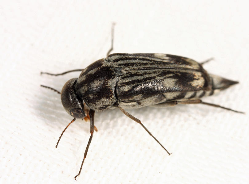 Tomoxia lineella