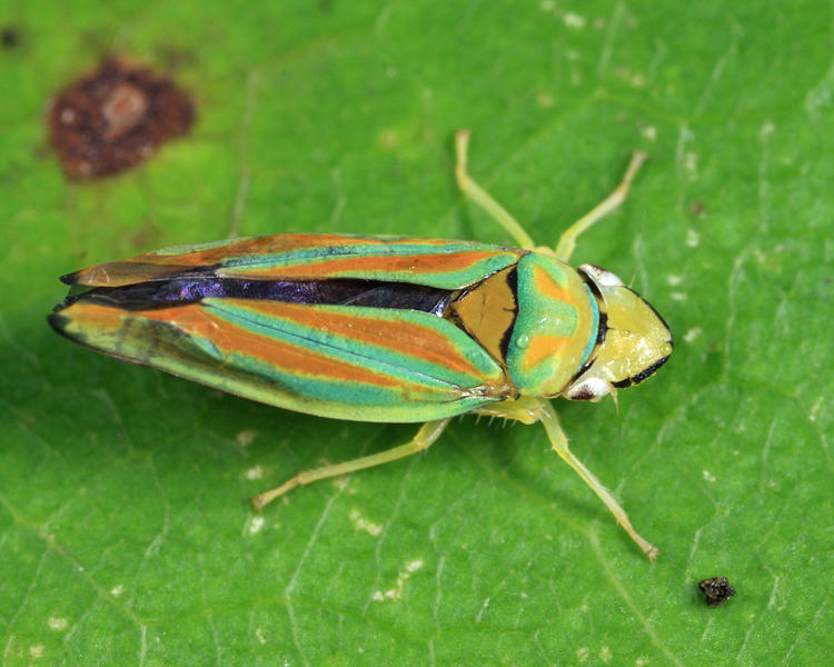 Graphocephala sp.