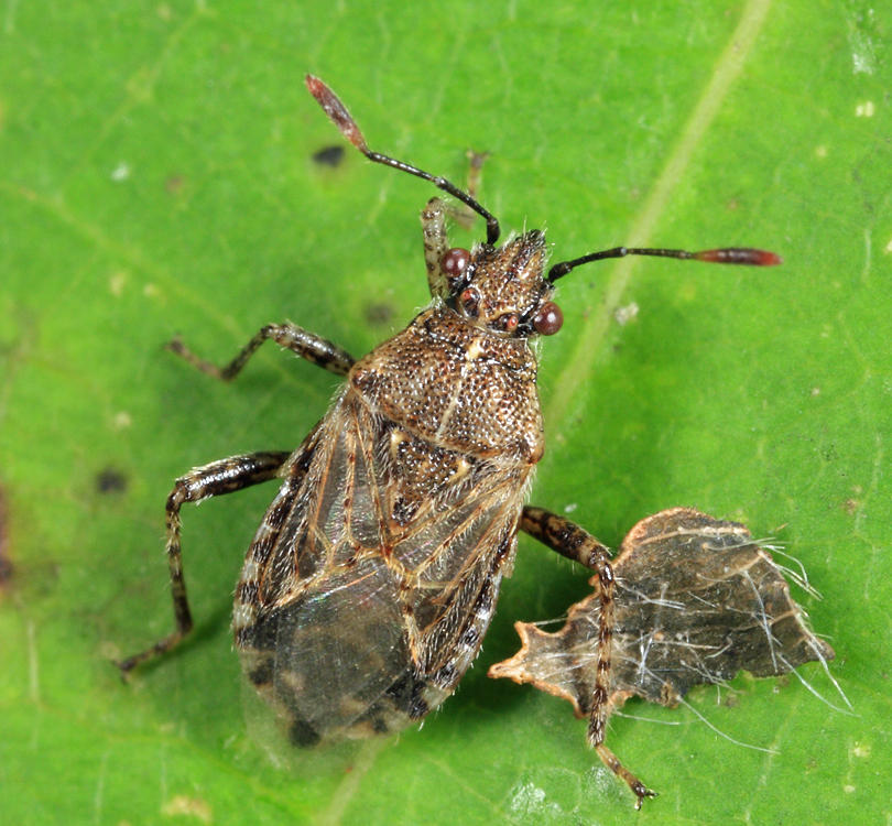 Arhyssus nigristernum