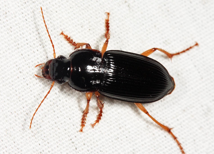 Pennsylvania Dingy Ground Beetle - Harpalus pensylvanicus
