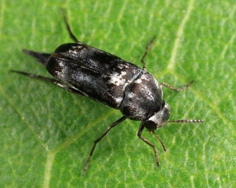 Mordella marginata