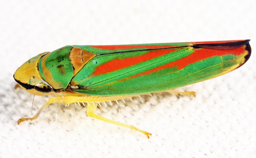 Graphocephala sp.