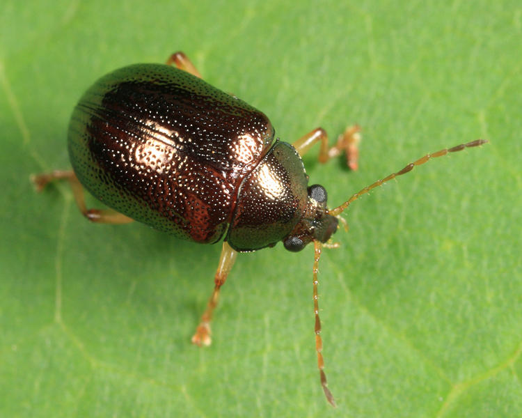 Rhabdopterus sp.