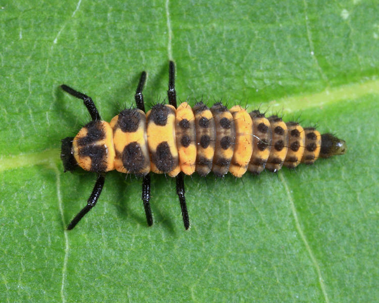 Spotted Lady Beetle - Coleomegilla maculata