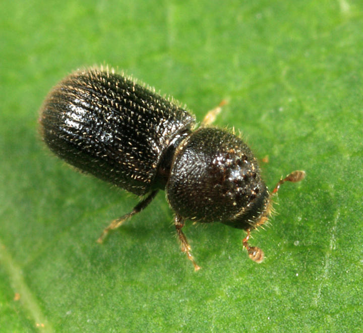 Hypothenemus dissimilis