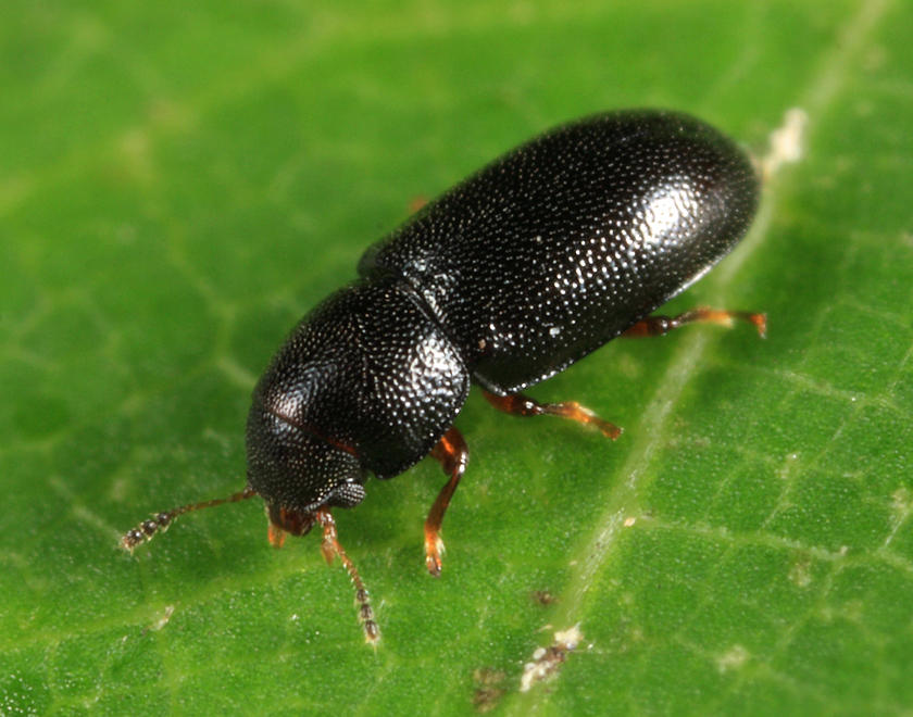 Orthocis punctatus