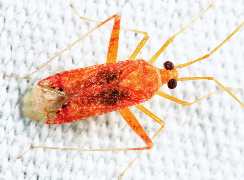 Phytocoris puella