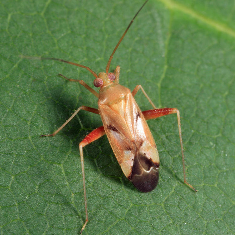 Phytocoris junipericola