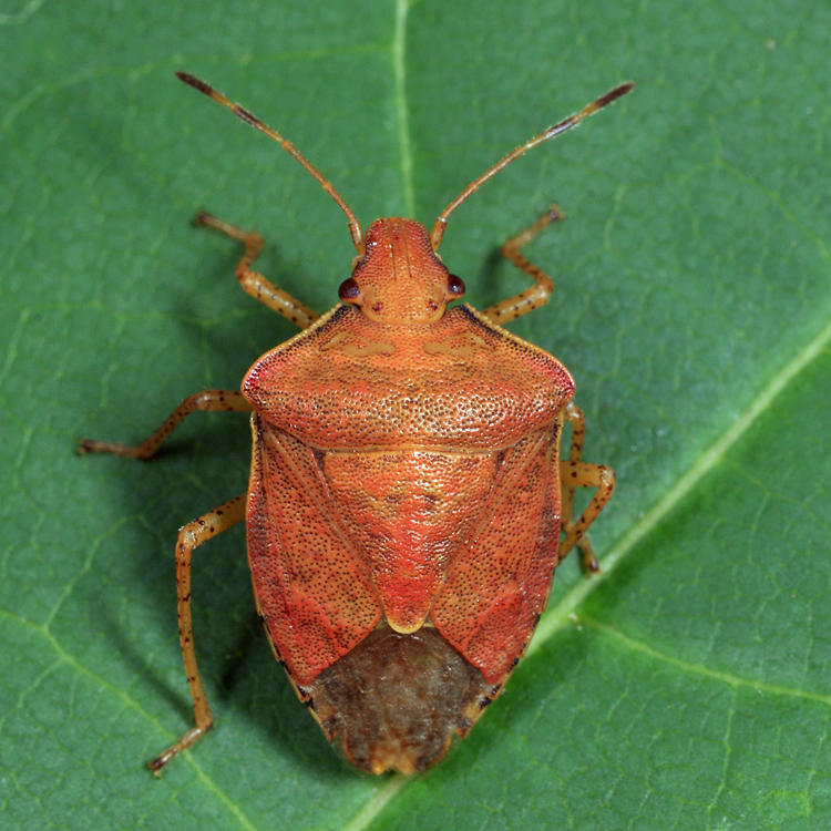 Euschistus politus