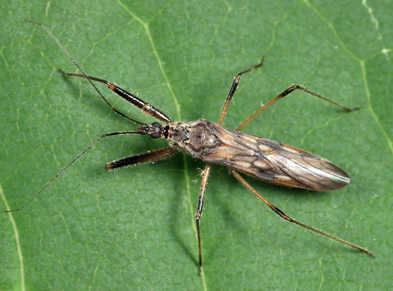 Metatropiphorus belfragii