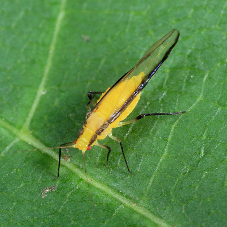 Myzocallis granovskyi