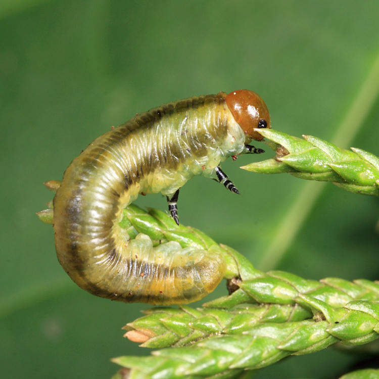 Monoctenus sp.