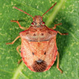 Dendrocoris humeralis