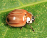 Streaked Lady Beetle - Myzia pullata