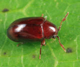 Calymmaderus nitidus