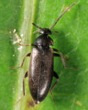 Canifa pusilla