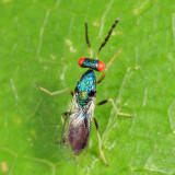 Eulophidae