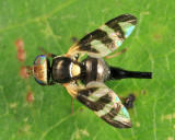 Four-barred Knapweed Gall Fly - Urophora quadrifasciata