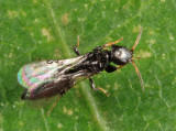 Goniozus sp.