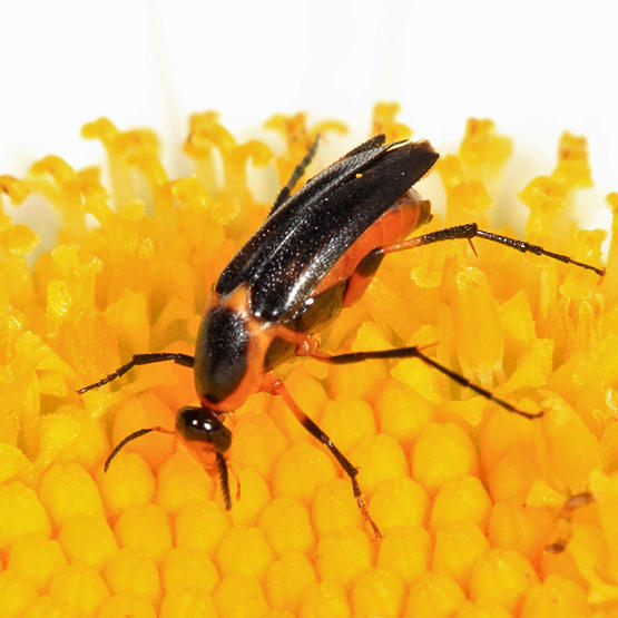 Macrosiagon limbata