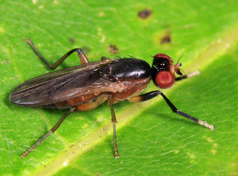 Colobaea americana