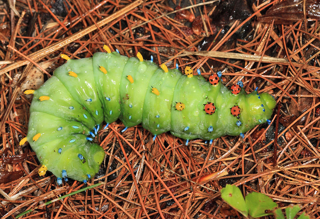7767 - Cecropia Moth - Hyalophora cecropia