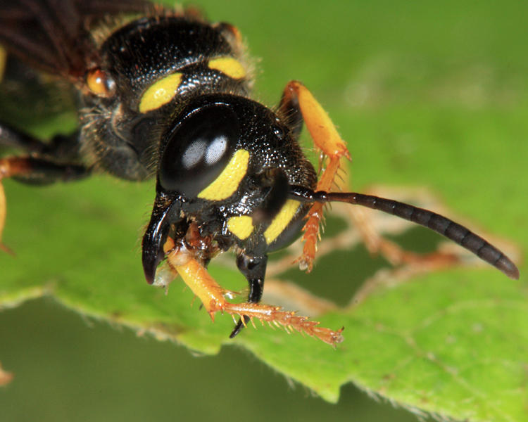 Cerceris atramontensis 