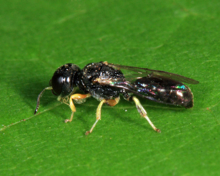 Crossocerus sp.