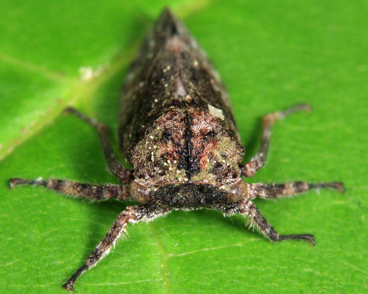 Microcentrus caryae