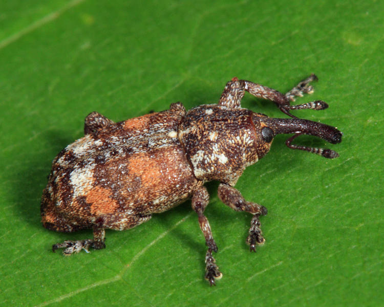Pissodes sp.