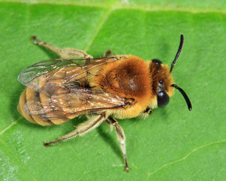 Goldenrod Cellophane Bee - Colletes solidaginis